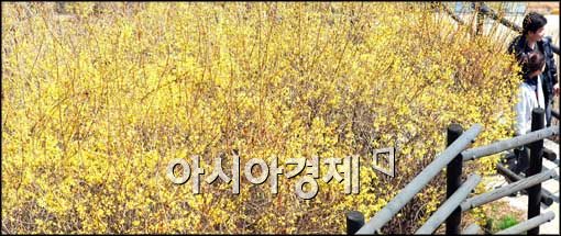 [포토]응봉산에 핀 개나리