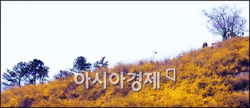 [포토]개나리가 활짝