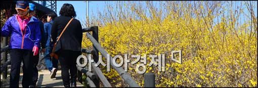 [포토]응봉산에 핀 개나리