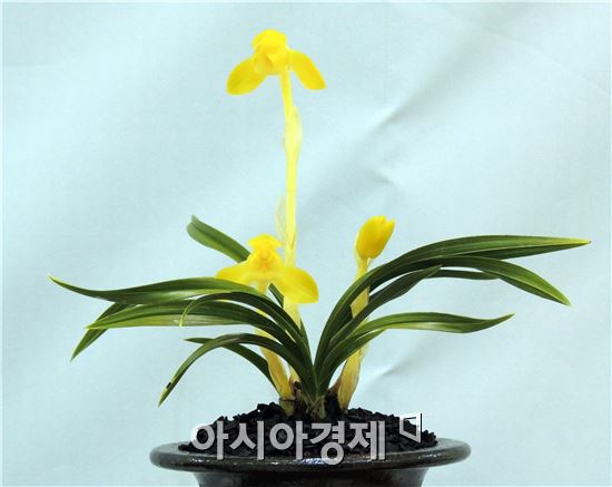 황화소심<보름달>