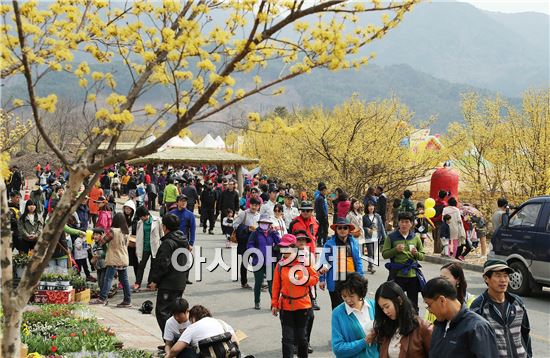 구례 산수유꽃 축제에 구름관중 몰려