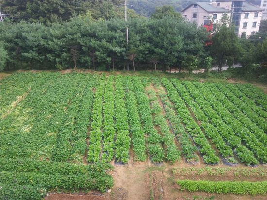 용산 가족휴양소 텃밭 감자 재배 저소득층 지원 