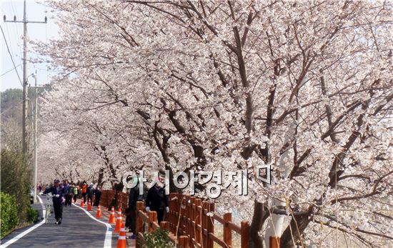 [남도 힐링 여행]이번주말 홍매화·벚꽃축제에 가볼까
