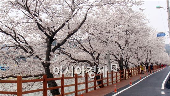 [남도 힐링 여행]이번주말 홍매화·벚꽃축제에 가볼까