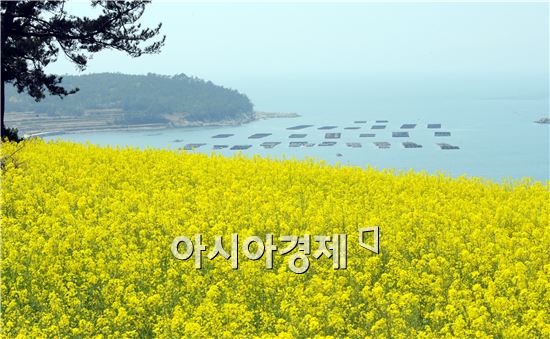 샛노란 유채꽃이 만발한 완도 청산도