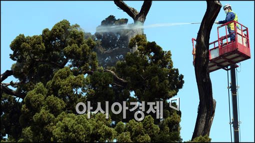 [포토]청소되는 향나무