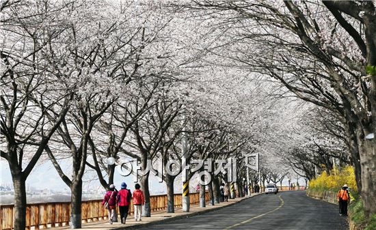 구례 섬진강변으로  벚꽃 보러오세요