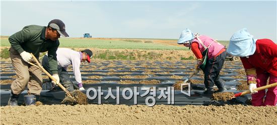 [포토]풍년농사 한창인 들녘