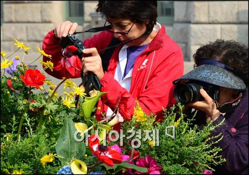 [포토]봄 꽃 담는 외국인과 한국인