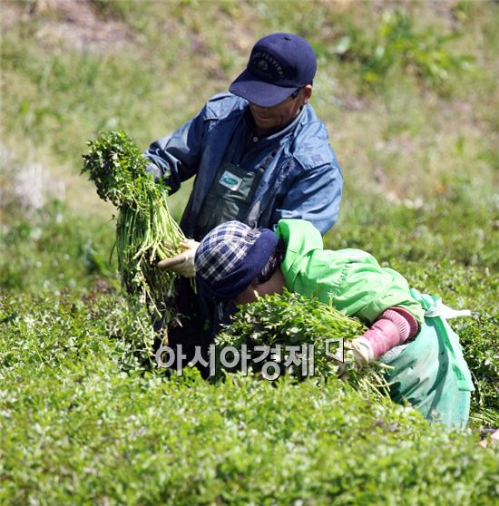 미나리 효능, 봄철 입맛 살리고 다이어트에 특효네