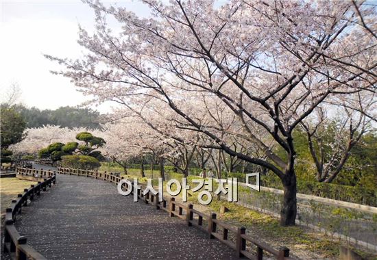 광양시, 제2회 금호동 어울림 벚꽃축제 개최