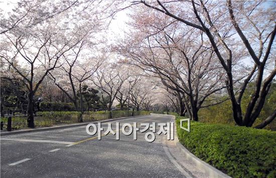 광양시, 제2회 금호동 어울림 벚꽃축제 개최