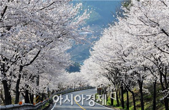 [포토]그림같은 벚꽃터널 
