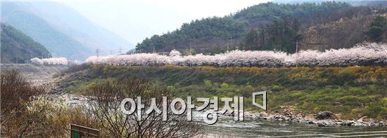 [포포]섬진강 자락 10리 벚꽃길 