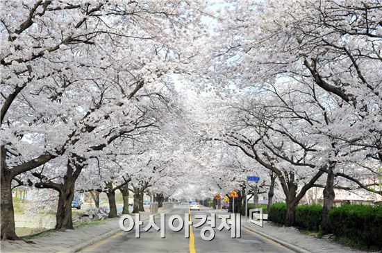 “4월, 아름다움을 만끽하라! 벚꽃과 흥이 어우러져 더 즐거운 봄…”