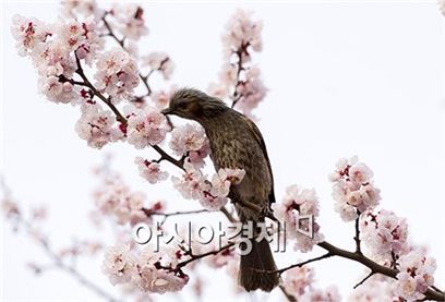 매화