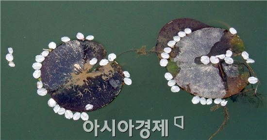 [포토]그림같은 벚꽃과 수련 잎