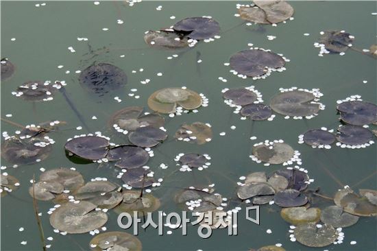 [포토]물속에 떨어진 벚꽃의 유영