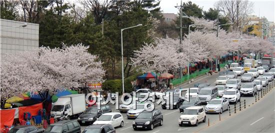[포토]벚꽃 구경 차량행렬