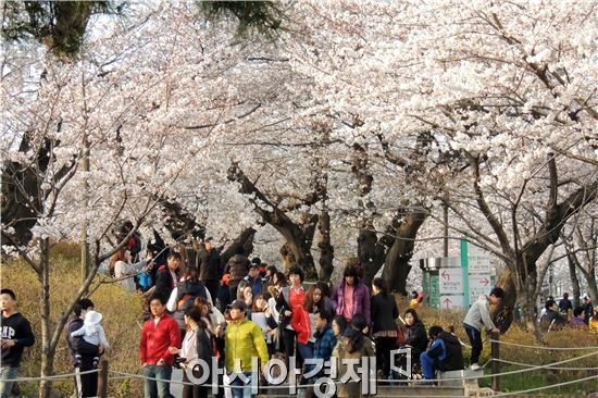 [포토]벚꽃 터널에서 봄 만끽하는 시민들