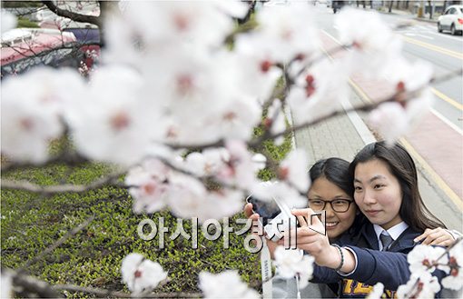 [포토]벚꽃에 취한 여심