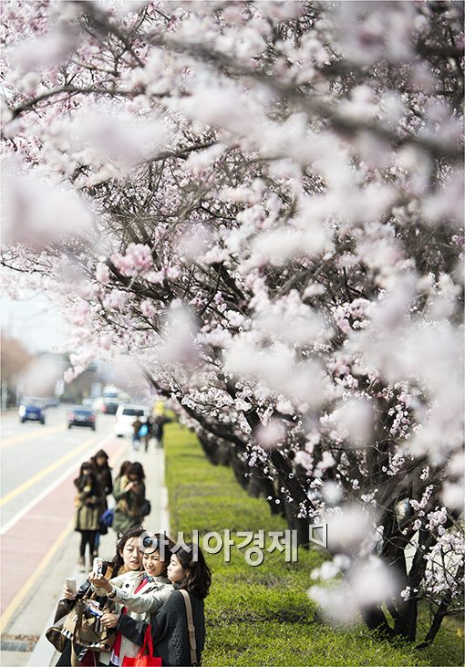 [포토]벚꽃 만발한 윤중로