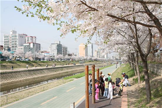 서울 이번 주말 벚꽃 축제로 물들다 