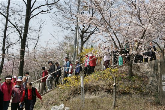 서울 이번 주말 벚꽃 축제로 물들다 