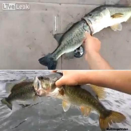 싸우다 혼절한 물고기들 "황당해서 웃겨"