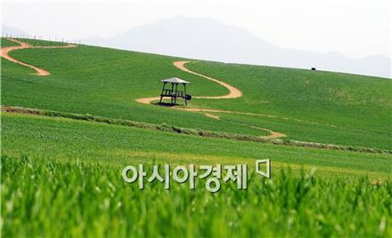 서울시·고창군 손 잡고 한강공원 '청보리밭' 조성