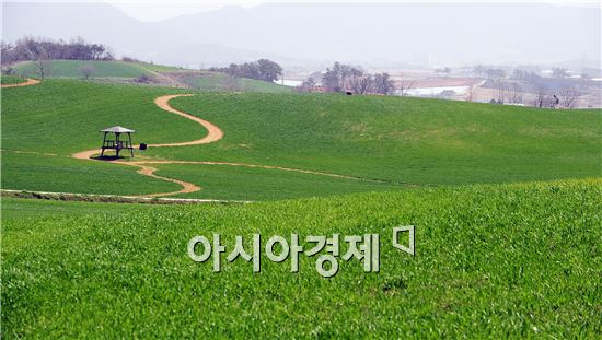 추억의 청보리밭 사잇길 걸어볼까