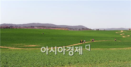 추억의 청보리밭 사잇길 걸어볼까