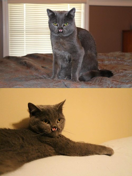 뱀파이어 고양이, 코가 없는 기형외모…"안타까워"