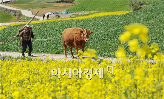 [포토]만개한 유채꽃길을 걷는  황소