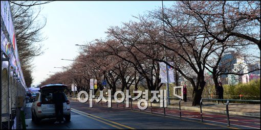 [포토]벚꽃 없는 벚꽃길