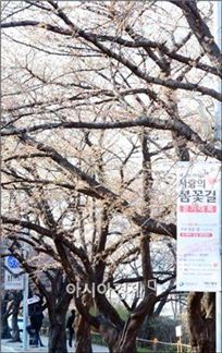 벚꽃축제로 유명한 윤중로 일본말서 유래됐다는데