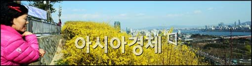 [포토]파란 하늘 속 개나리가 활짝
