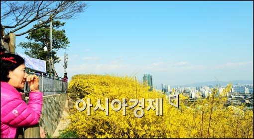 [포토]파란하늘 아래 개나리 꽃