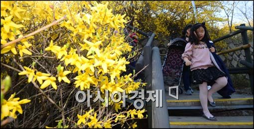 [포토]개나리가 활짝