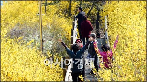 [포토]'개나리가 활짝'