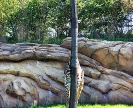 은신술 마스터 기린, 완벽하지는 않지만 어느정도 성공