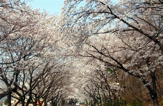 동학사 벚꽃이 여행관련 어플리케이션 '국내여행총정리'에서 실시간 봄꽃여행검색 순위 1위에 올랐다.