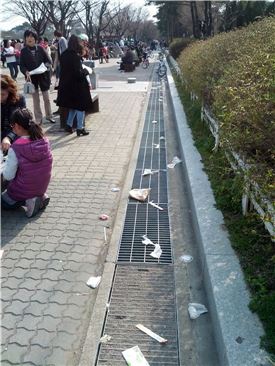 [르포]여의도 벚꽃 날릴 때 쓰레기도 날렸다