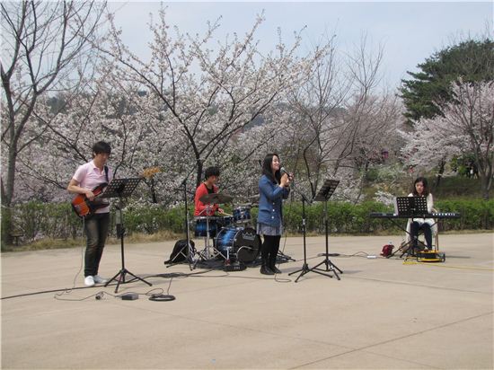 벚꽃음악회 