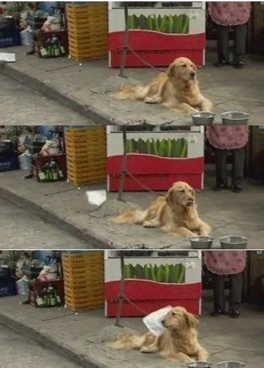 파일 전송 중 실사, "개도 깜짝 놀랐군"