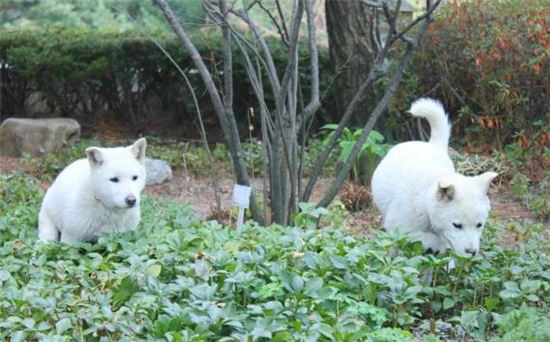 朴대통령 3번째 트위터 '새롬이·희망이' 사진 올려