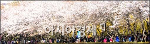 [포토]벚꽃길 거닐며
