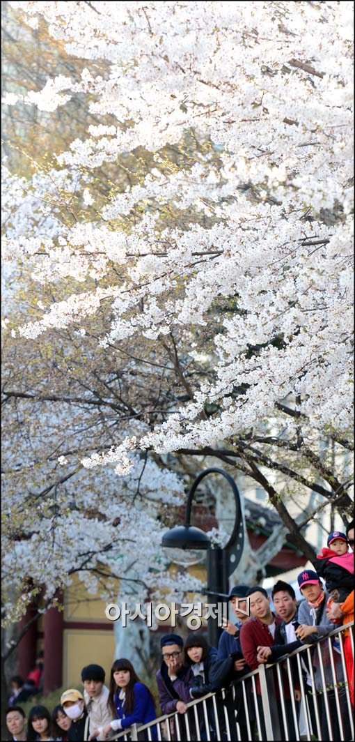 [포토]벚꽃 아래