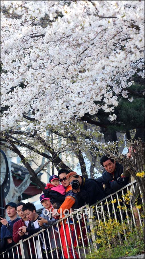 [포토]만개한 벚꽃 아래