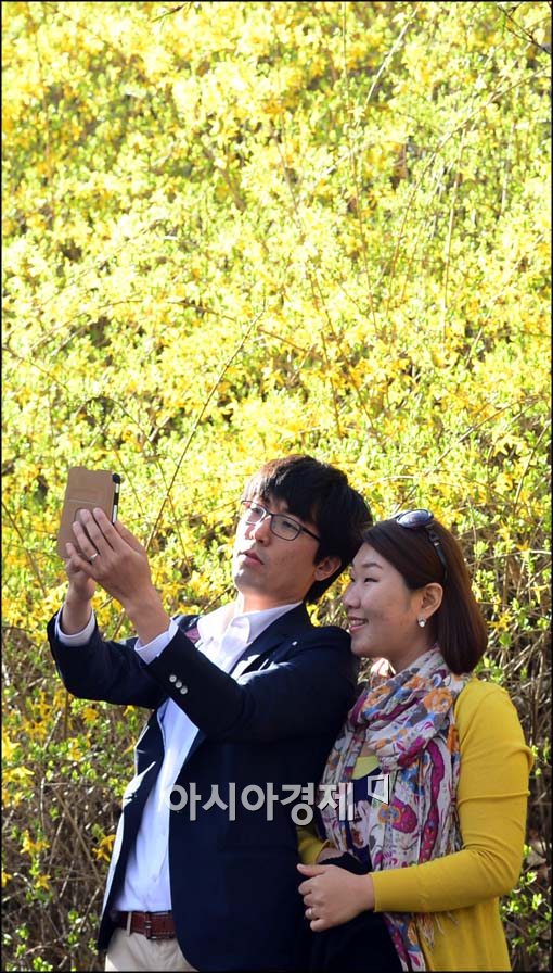 [포토]만개한 개나리 주변에서 추억 한장